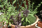 herbs